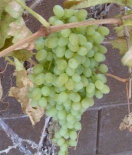 Sweet and Juicy Grapes Sweet and Juicy Grapes