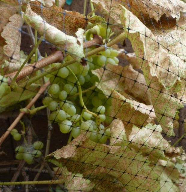 Protected Grapes Protected Grapes