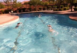 Swimming Laps Swimming Laps