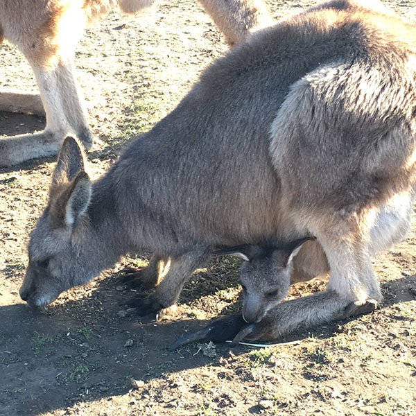 Kangaroos in Australia